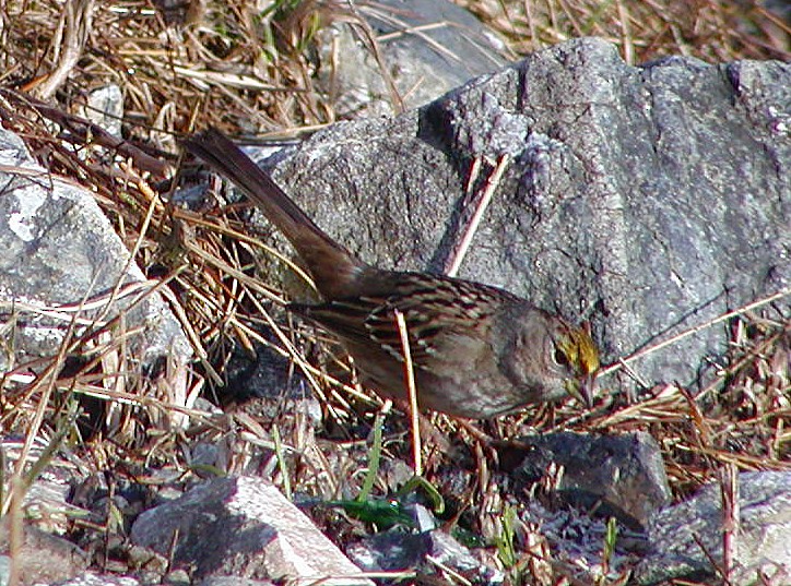 Golden-crowned Sparrow - ML647109716