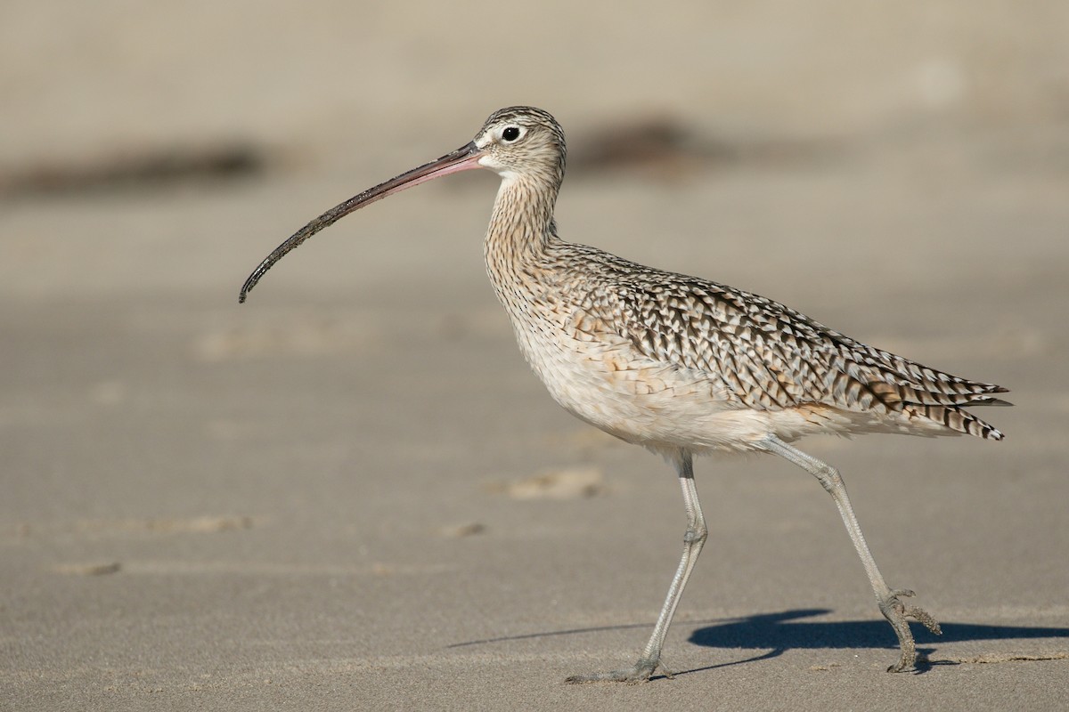 Кульон американський - ML647109717