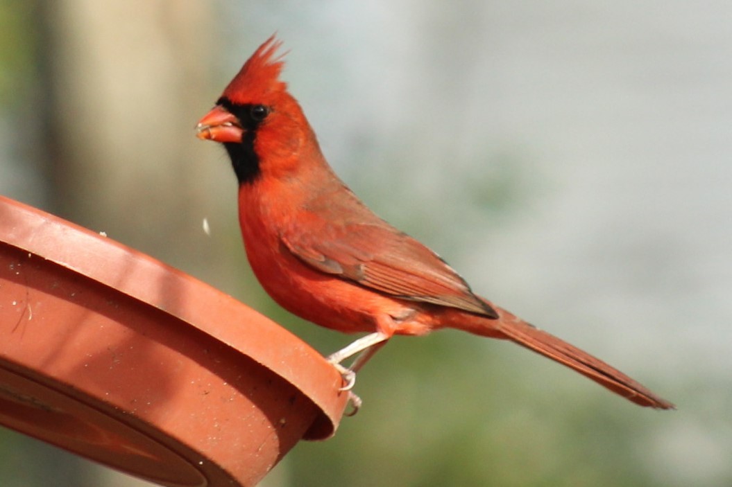 Northern Cardinal - ML647109719