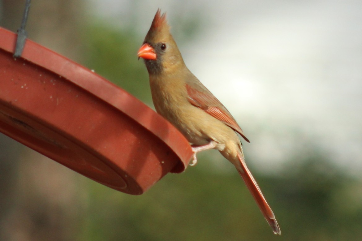 Northern Cardinal - ML647109720