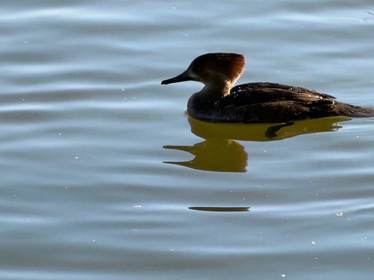 Hooded Merganser - ML647109723