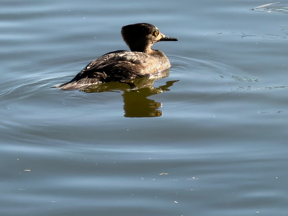 Hooded Merganser - ML647109725