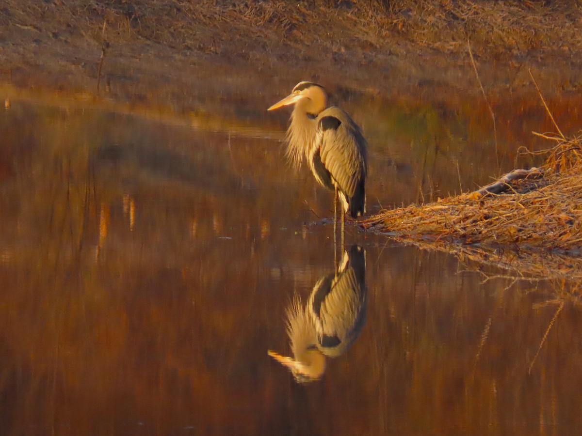 Great Blue Heron - ML647109727