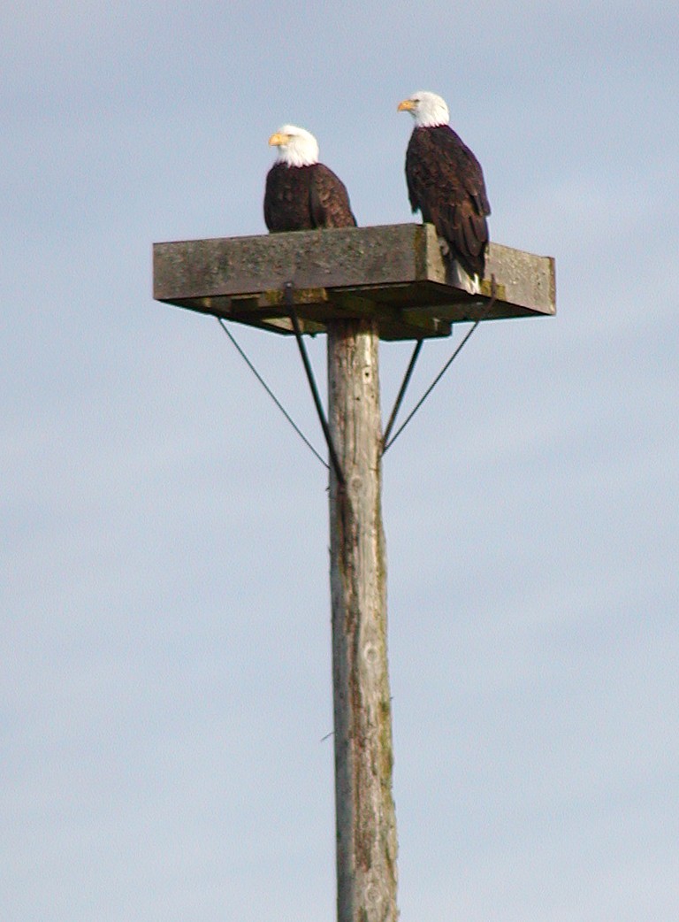 עיטם לבן-ראש - ML647109728
