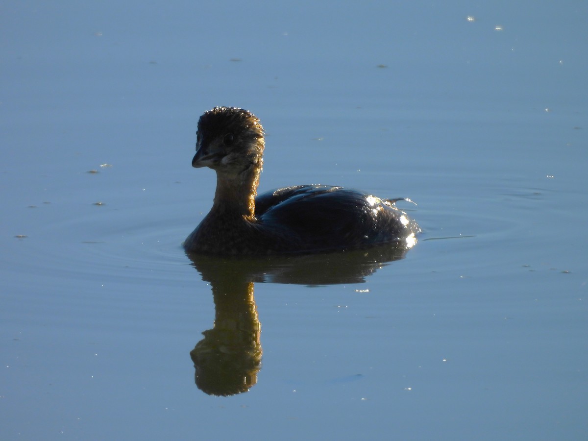 Grèbe à bec bigarré - ML647109731