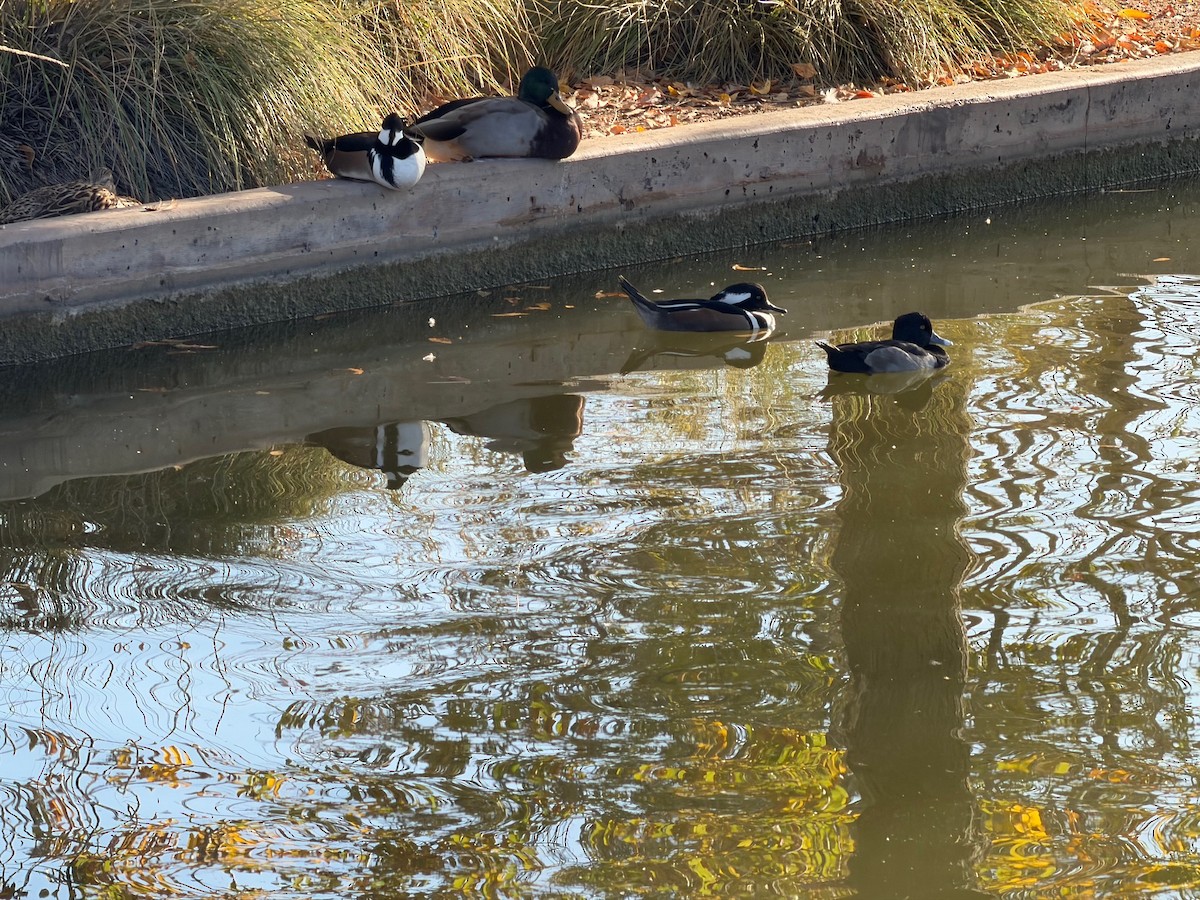 Hooded Merganser - ML647109735