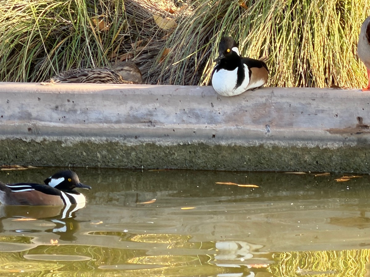 Hooded Merganser - ML647109737
