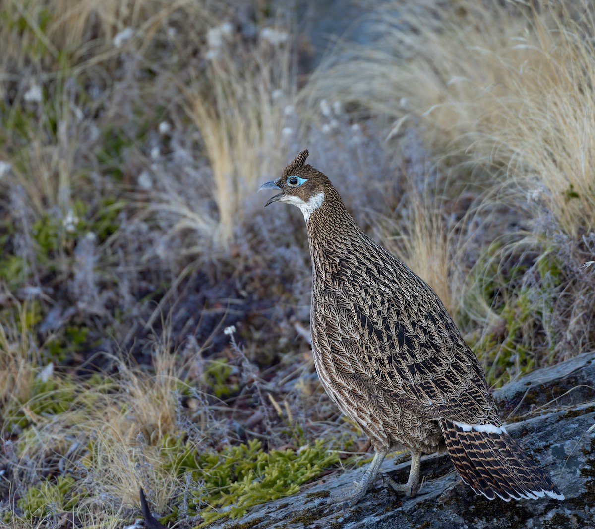 Himalayan Monal - ML647109738