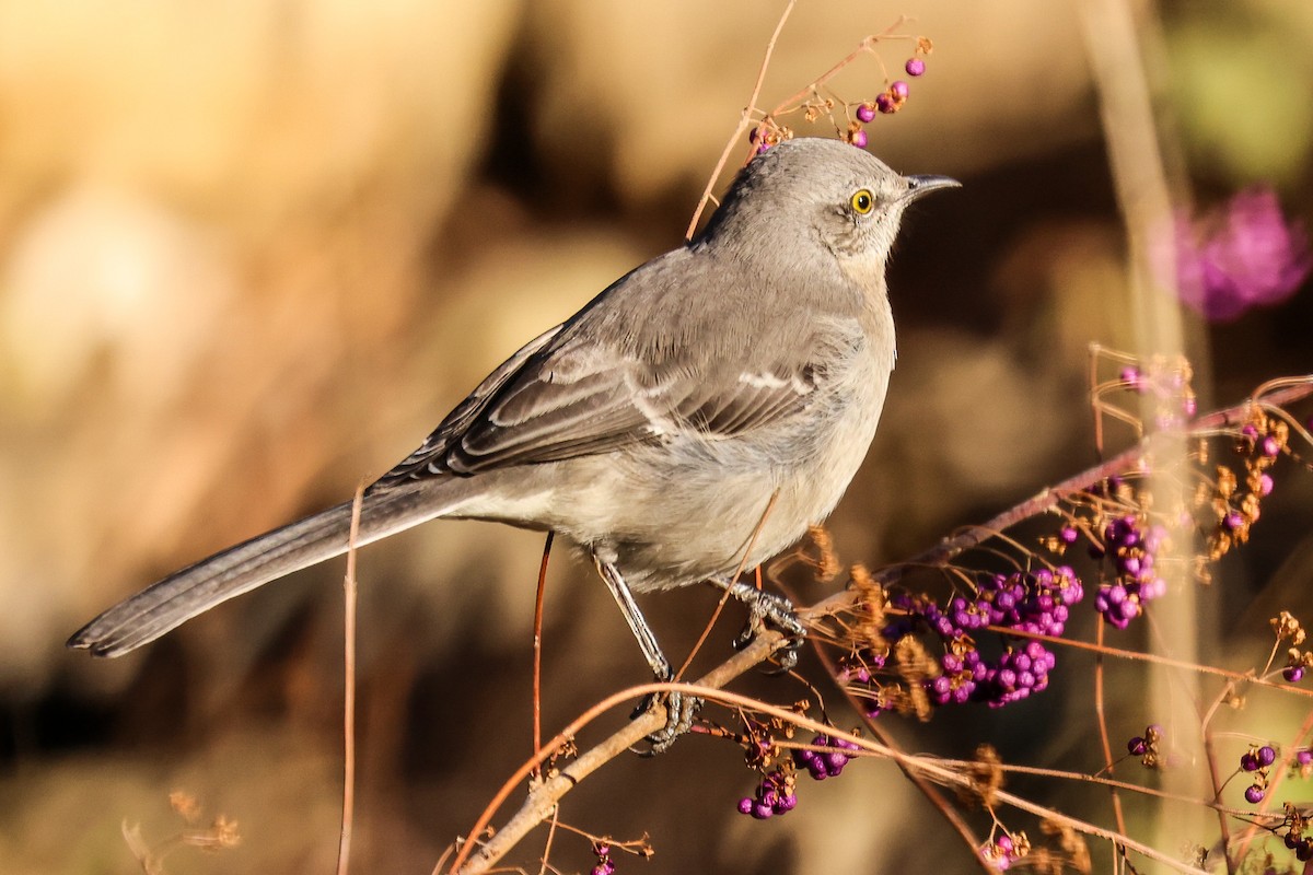 Northern Mockingbird - ML647109743