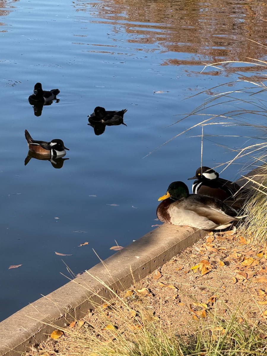 Hooded Merganser - ML647109744