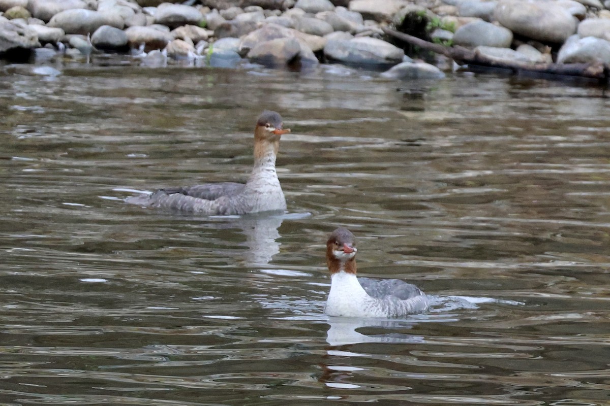 Red-breasted Merganser - ML647109769