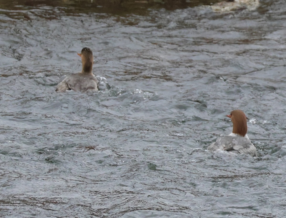 Red-breasted Merganser - ML647109770