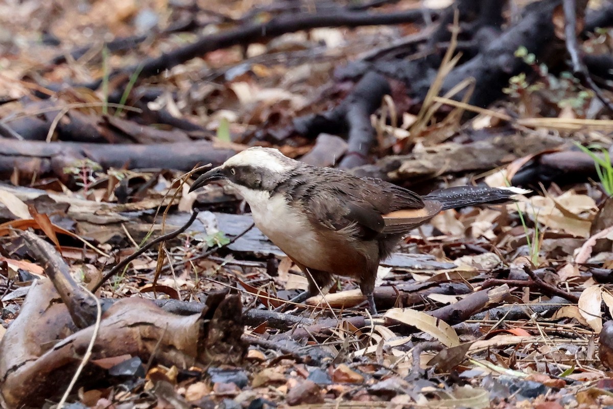 オーストラリアマルハシ - ML647109771