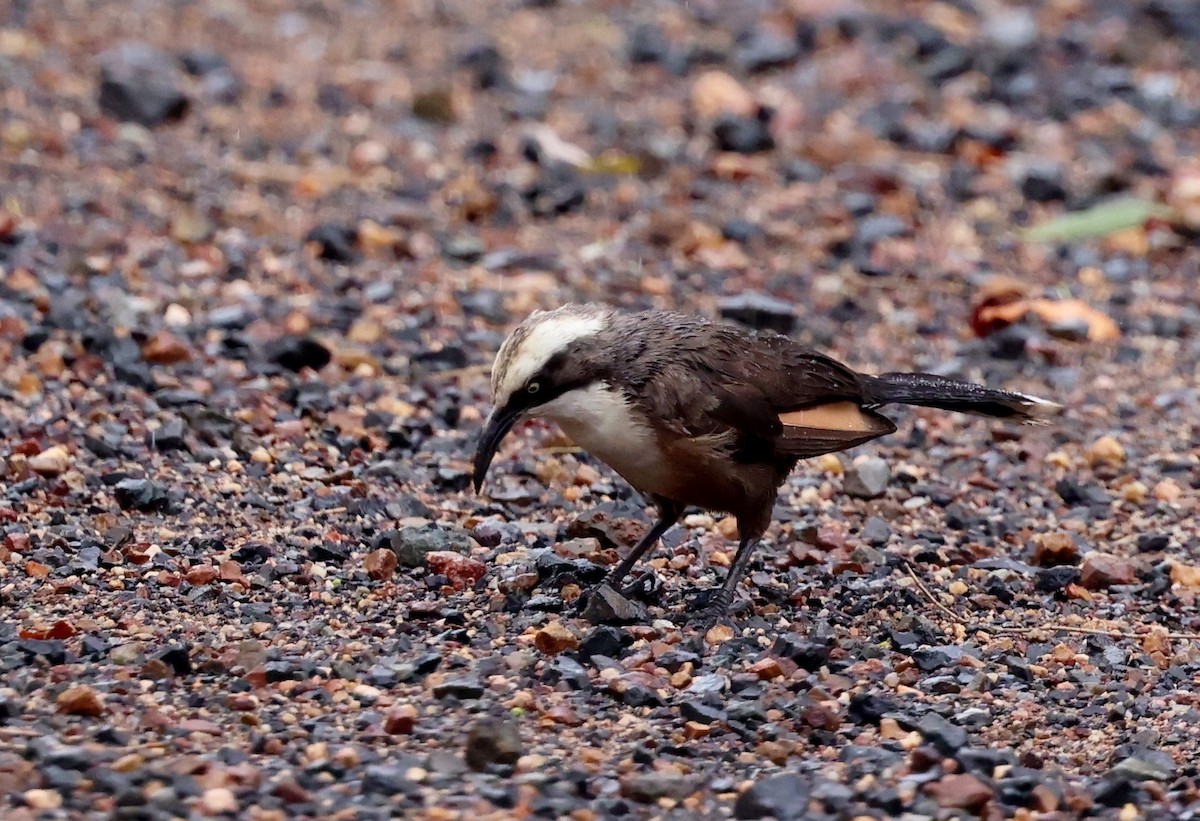 オーストラリアマルハシ - ML647109773