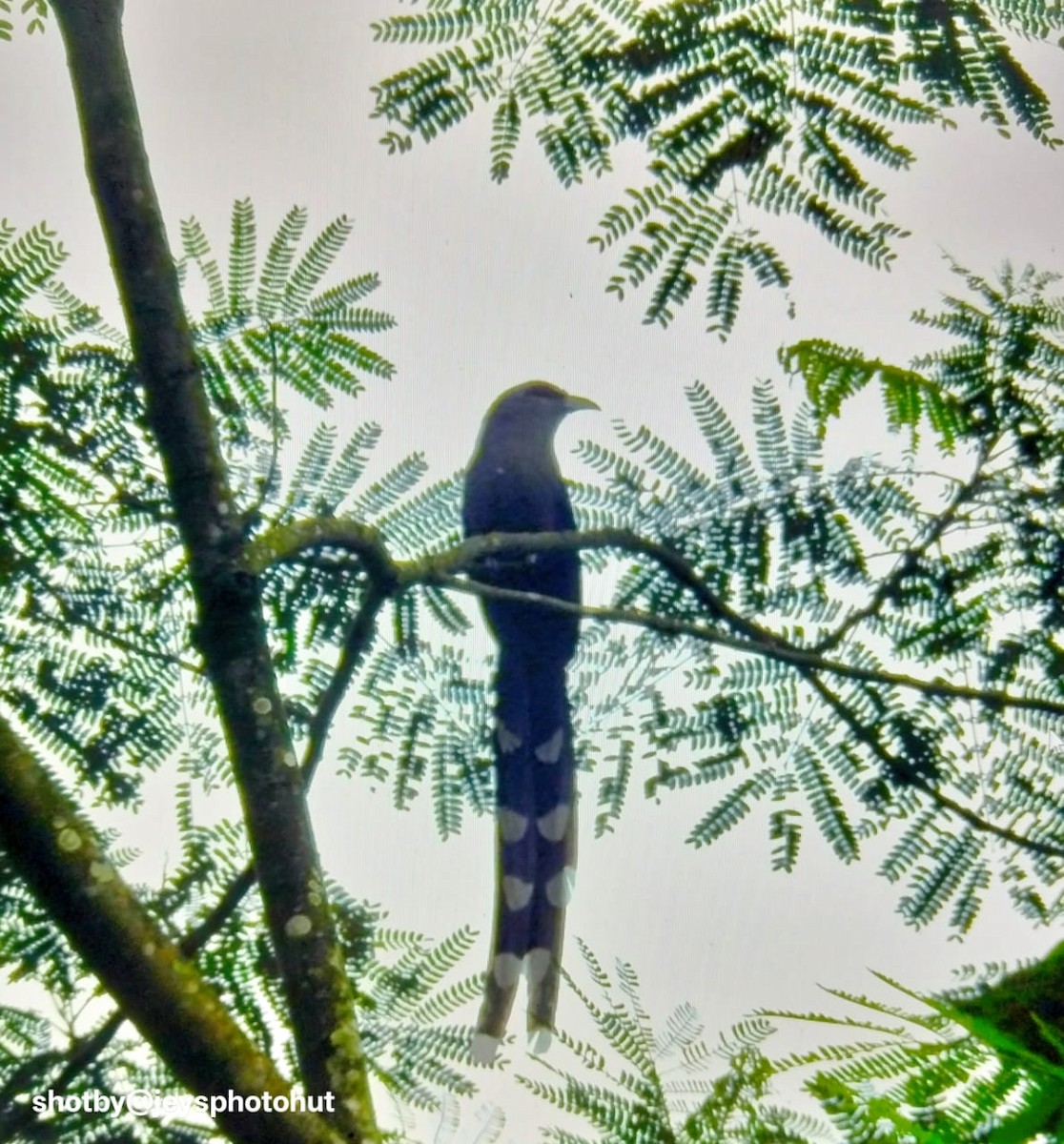 Green-billed Malkoha - ML647109776