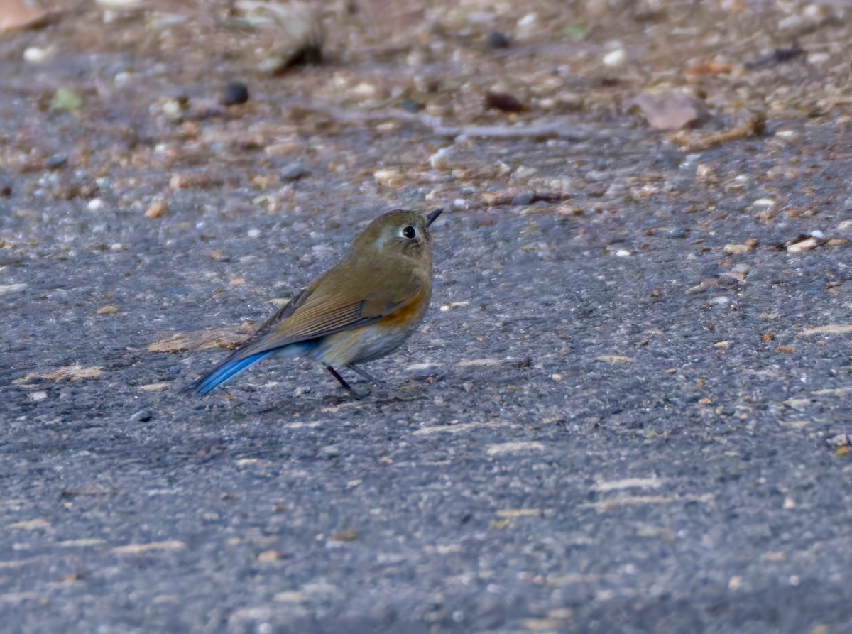 Robin de l'Himalaya - ML647109789