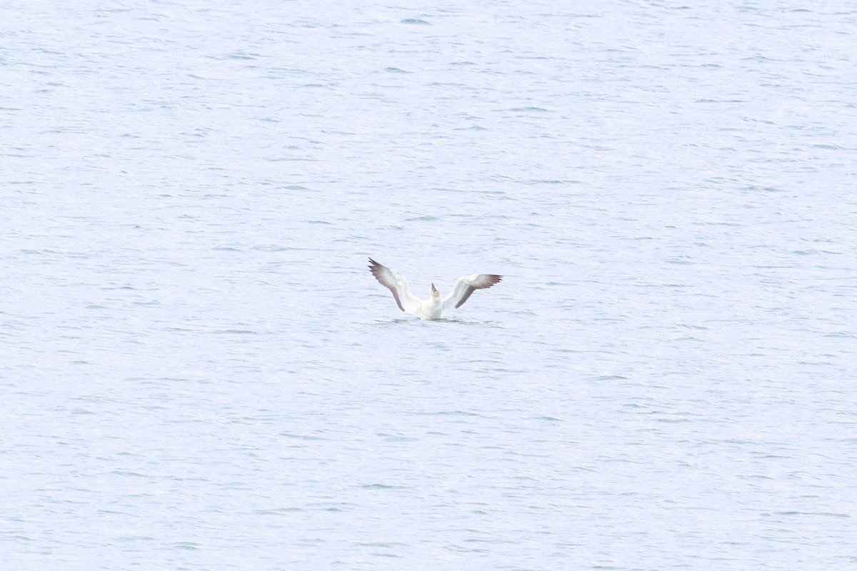 Australasian Gannet - ML647109799