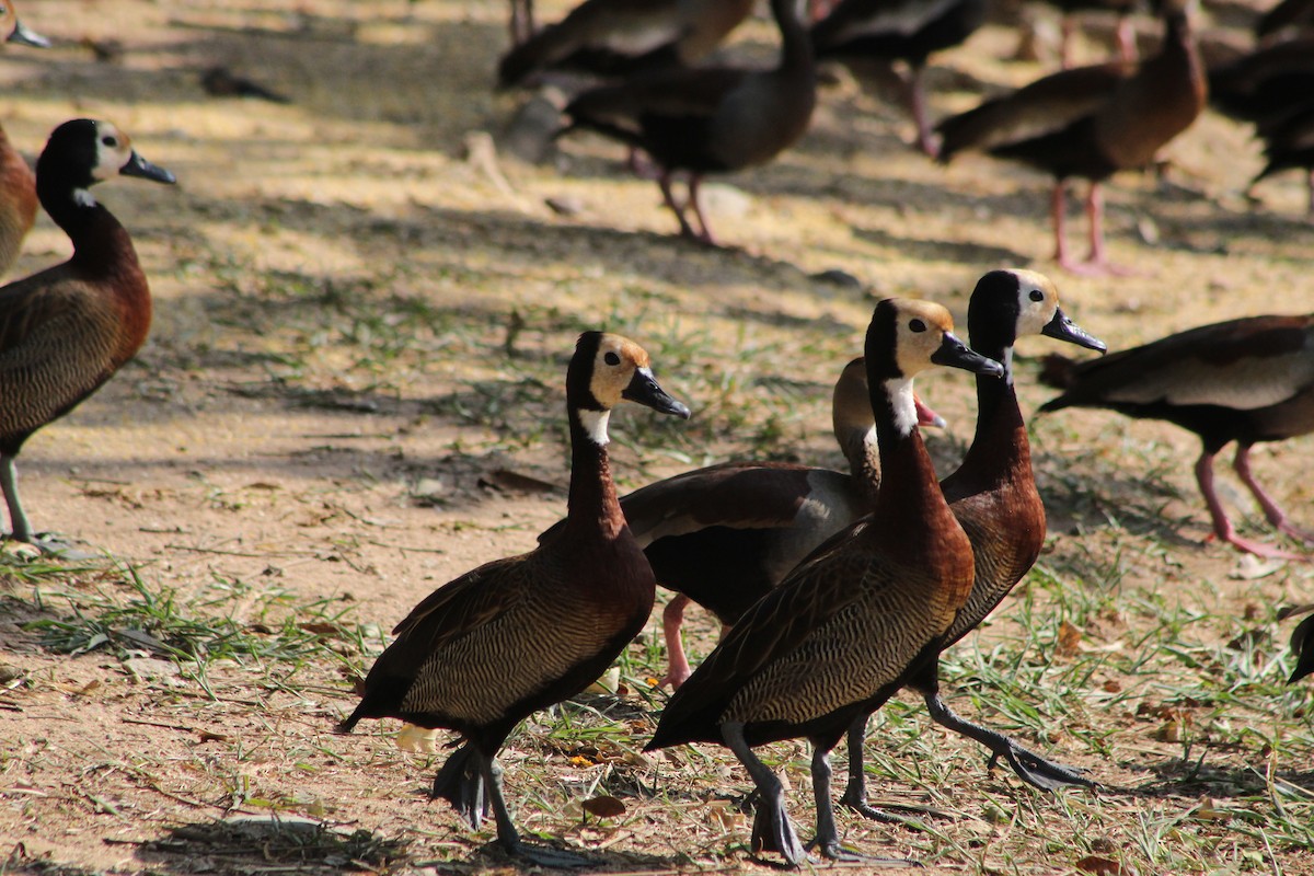 husička vdovka - ML647109802