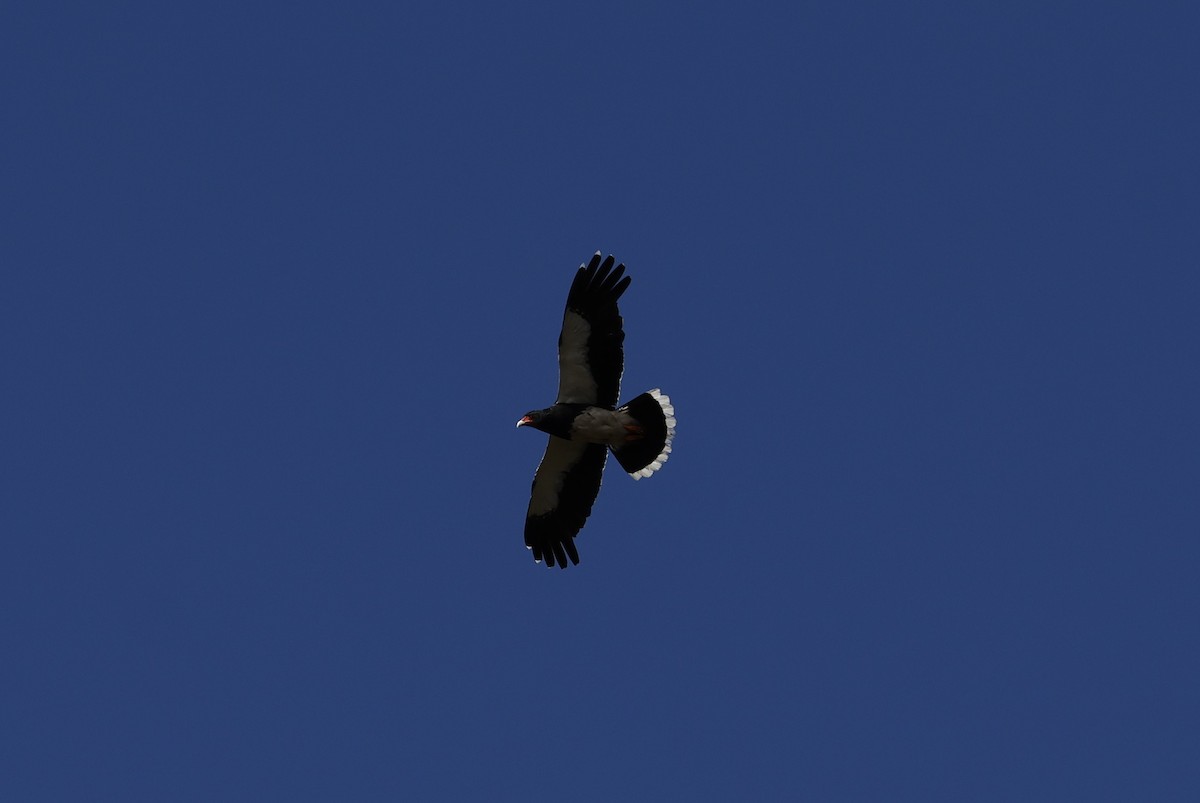 Mountain Caracara - ML647109824