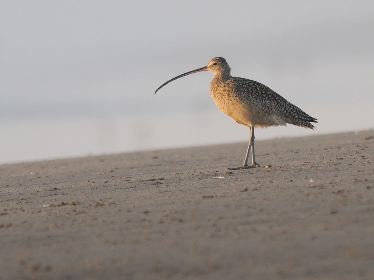 Кульон американський - ML647109826