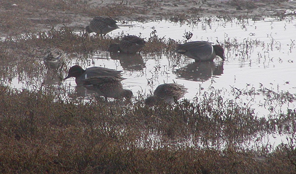 שרשיר (אמריקני) - ML647109829