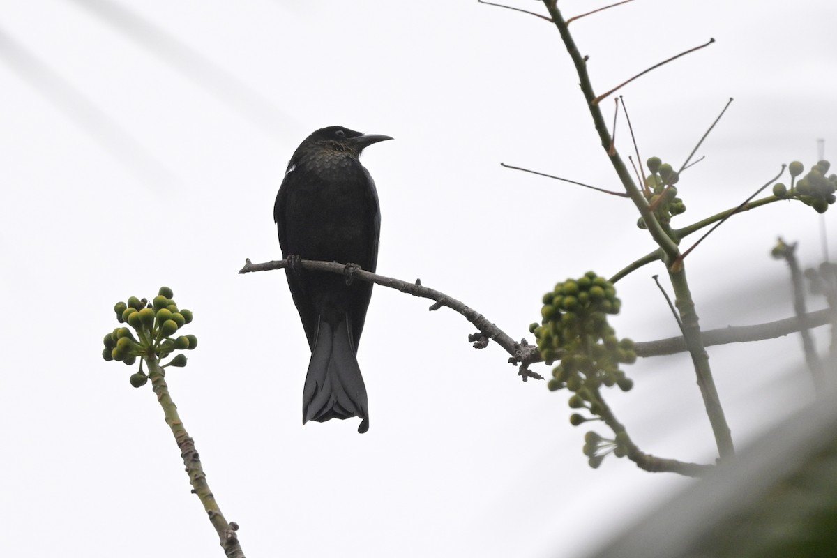 Hair-crested Drongo - ML647109830