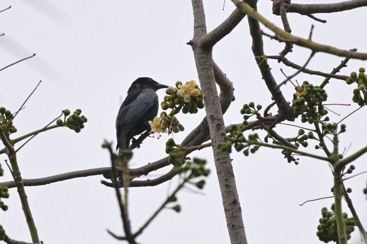 Hair-crested Drongo - ML647109831
