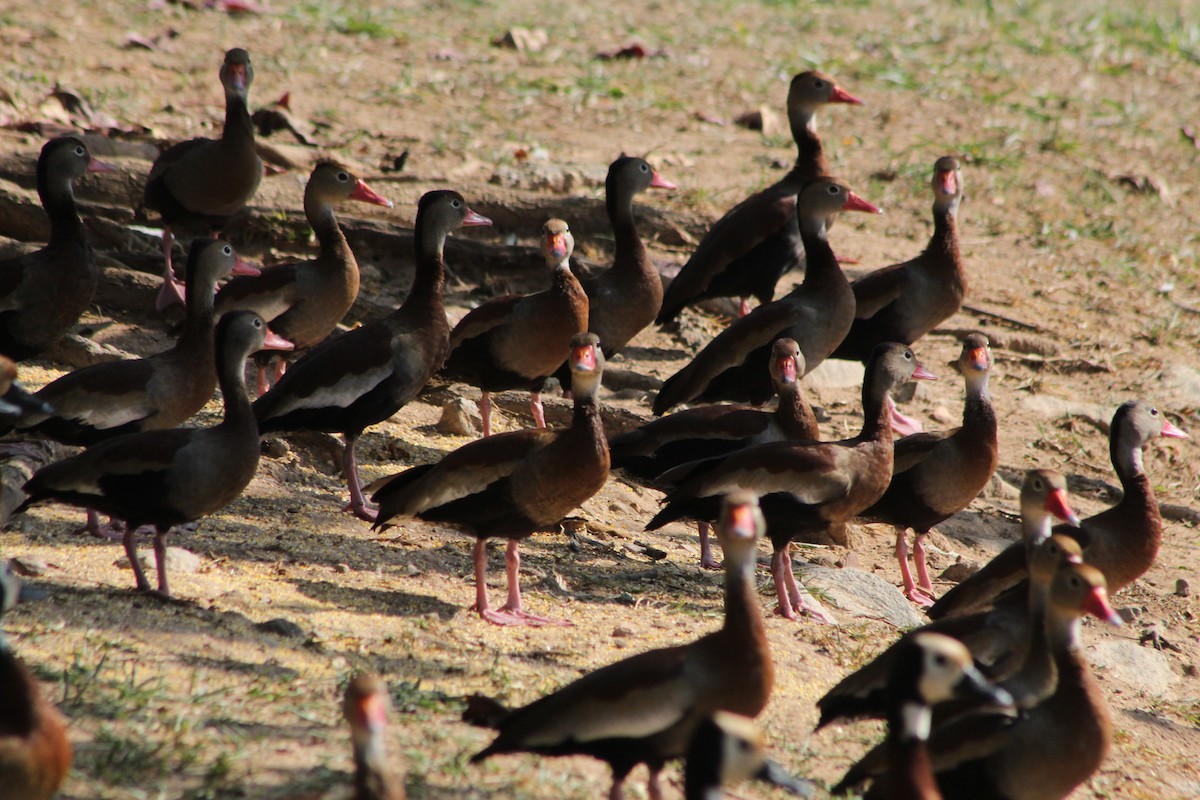 husička černobřichá - ML647109845