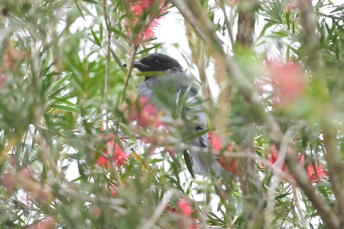 Hair-crested Drongo - ML647109857