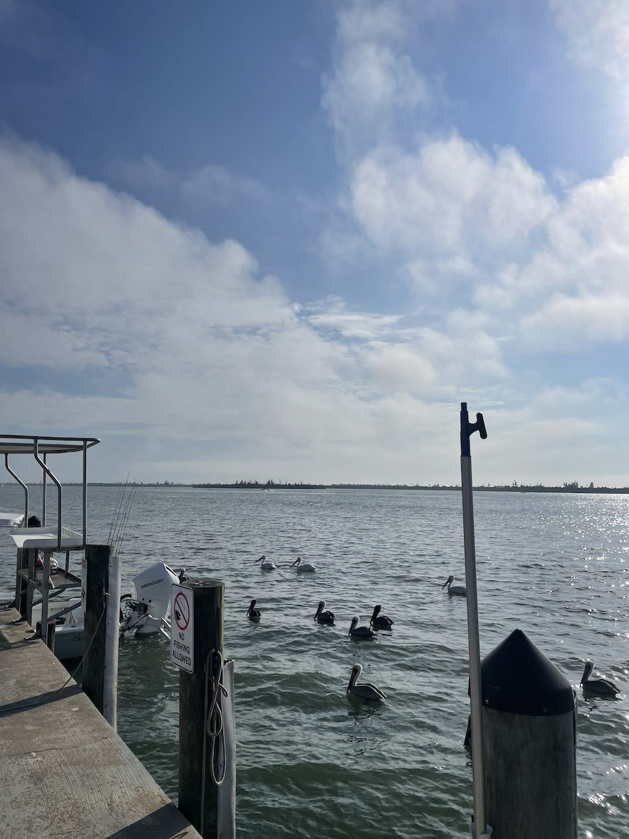 Brown Pelican - ML647109858