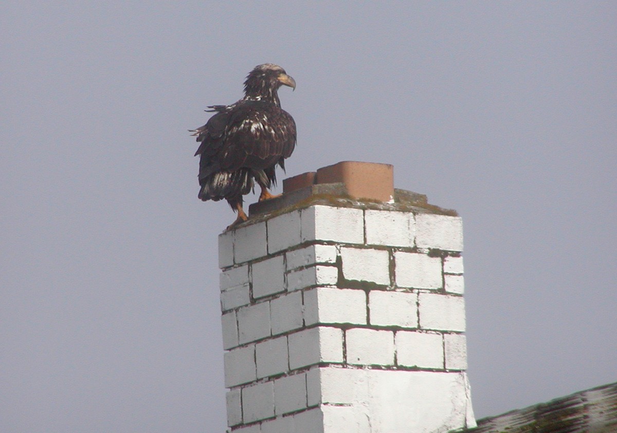 עיטם לבן-ראש - ML647109859