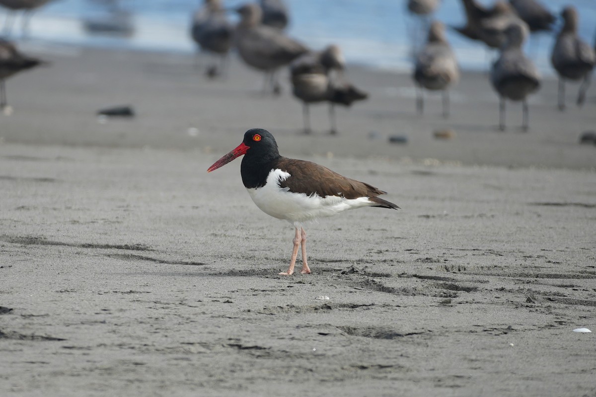American Oystercatcher - ML647109871