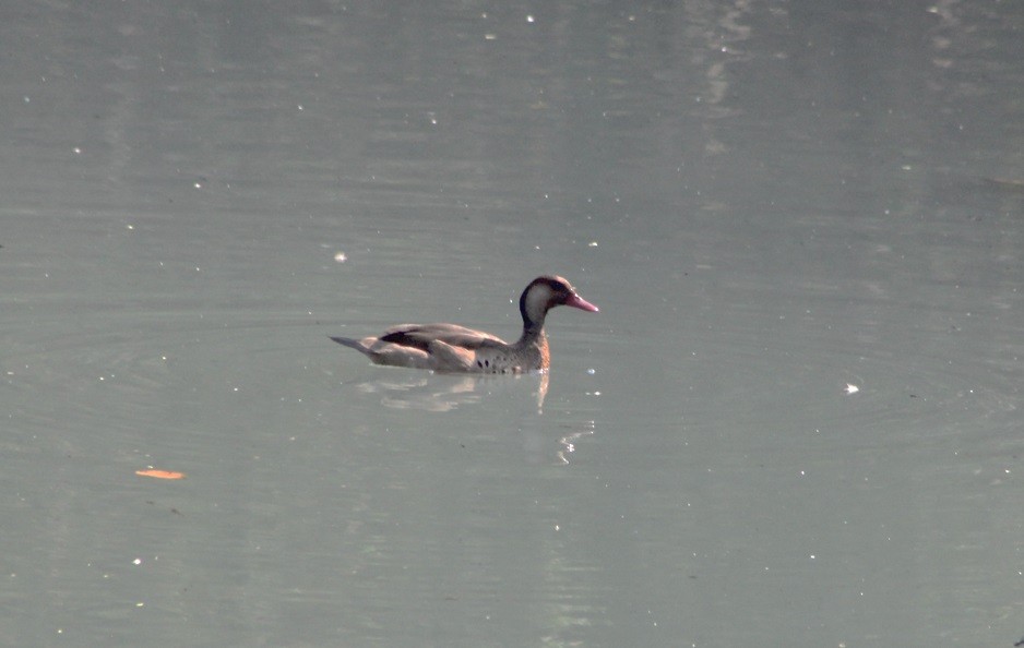 kachnička amazonská - ML647109874