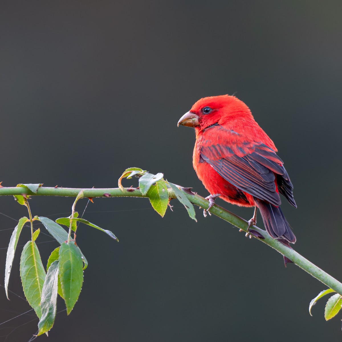 hýl šarlatový - ML647109875