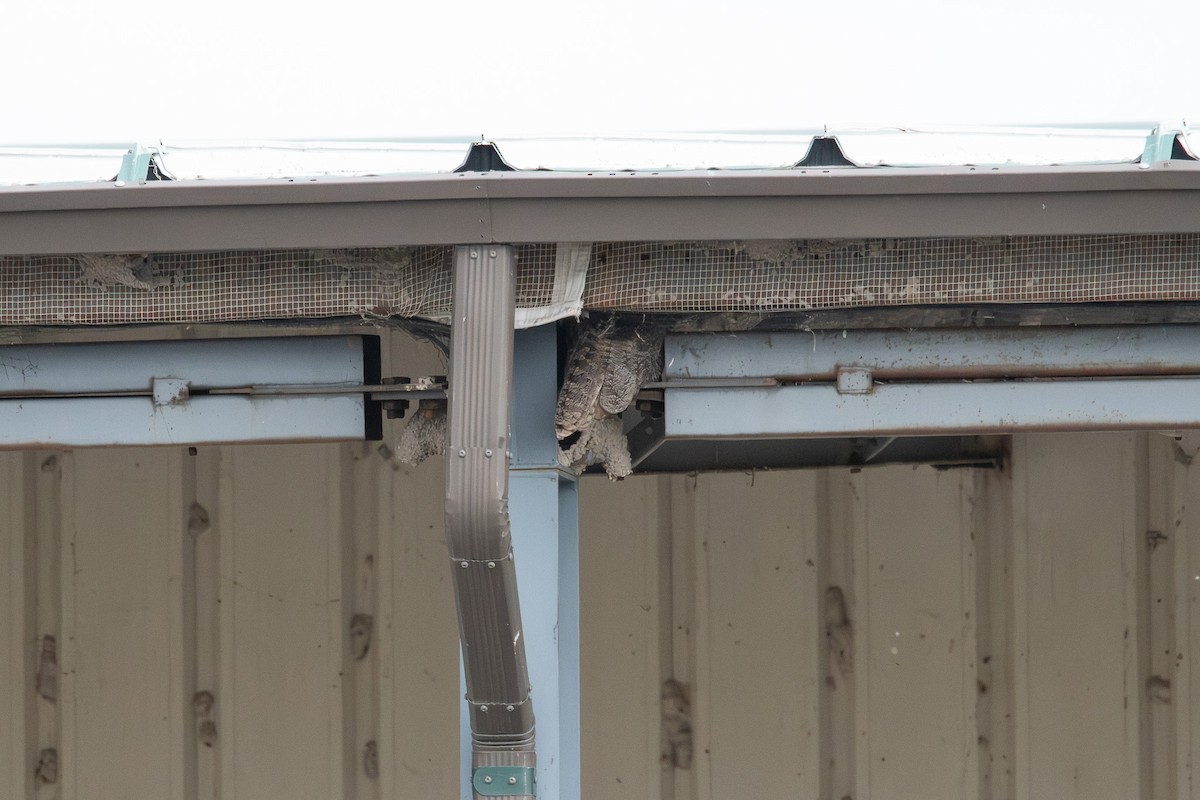 Grand-duc d'Amérique - ML647109887