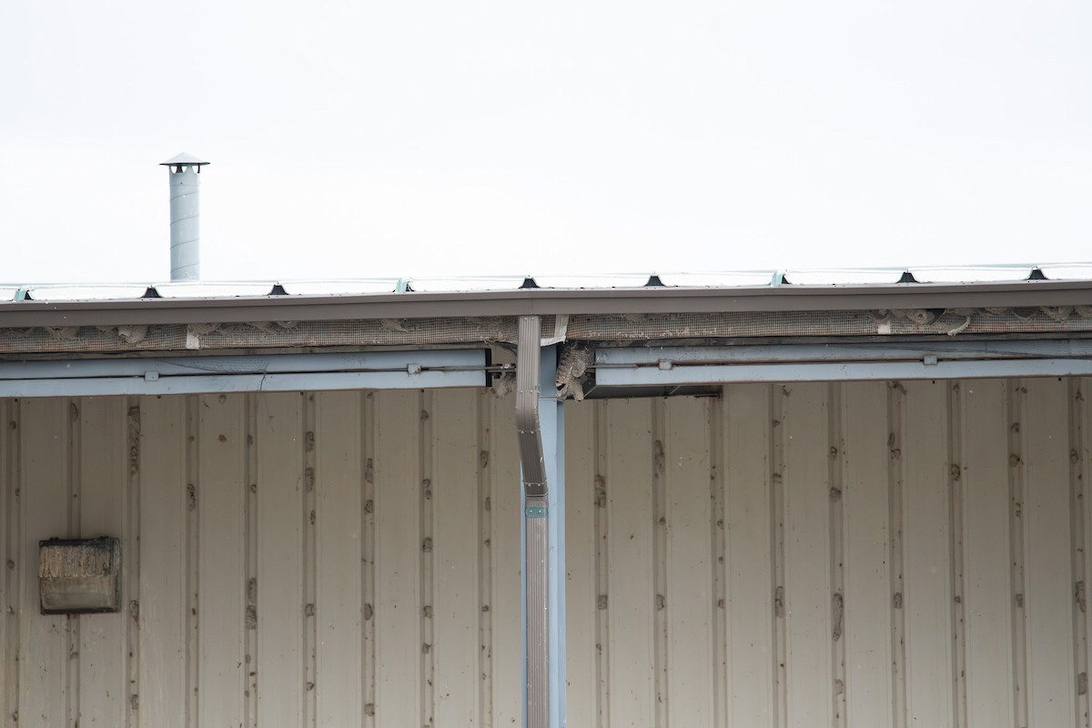 Grand-duc d'Amérique - ML647109888