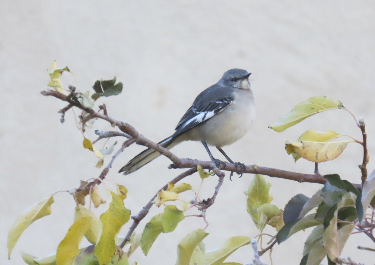 חקיינית צפונית - ML647109894