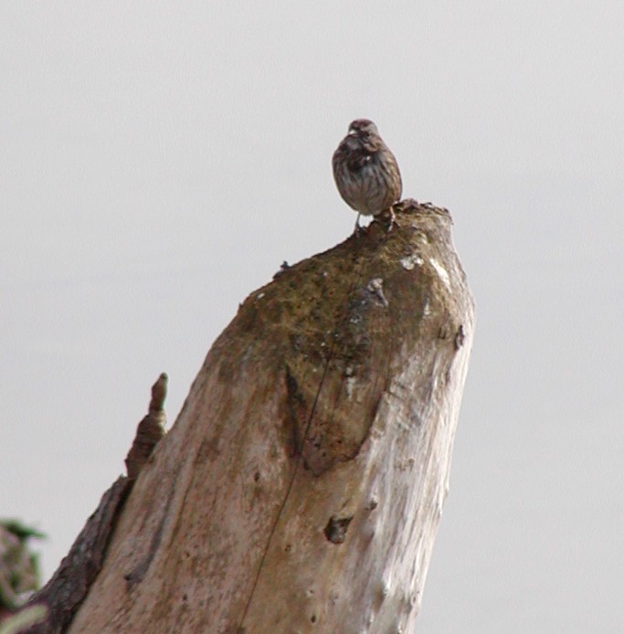 גיבתונית רוננת - ML647109896