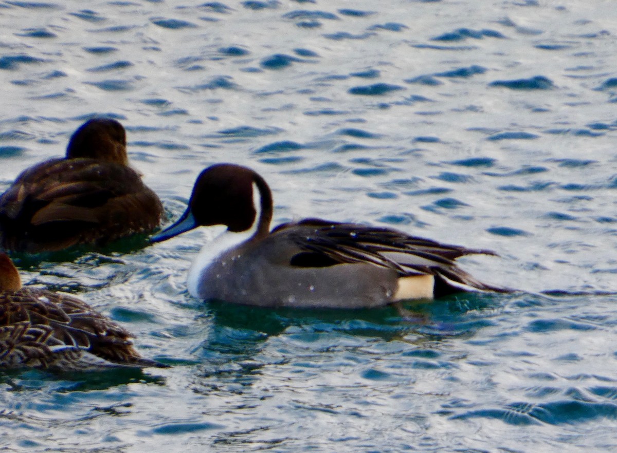 ברווז חד-זנב - ML647109899