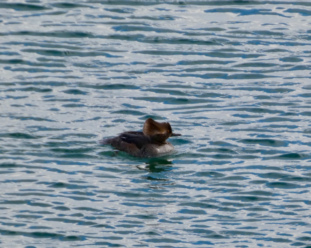 מרגון מקושט - ML647109912
