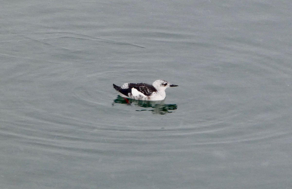 אוריה שחורה - ML647109920
