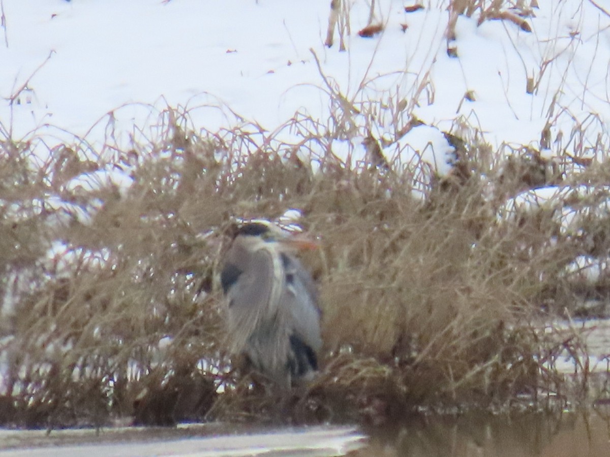 herodiashegre - ML647109967