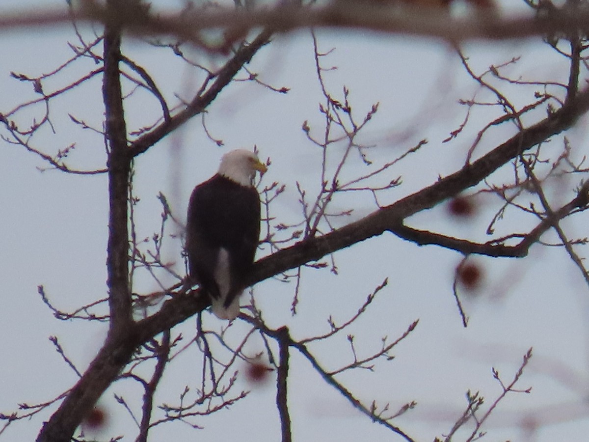 hvithodehavørn - ML647109976