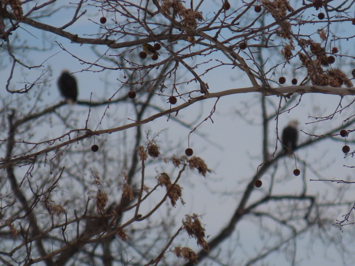 hvithodehavørn - ML647109977