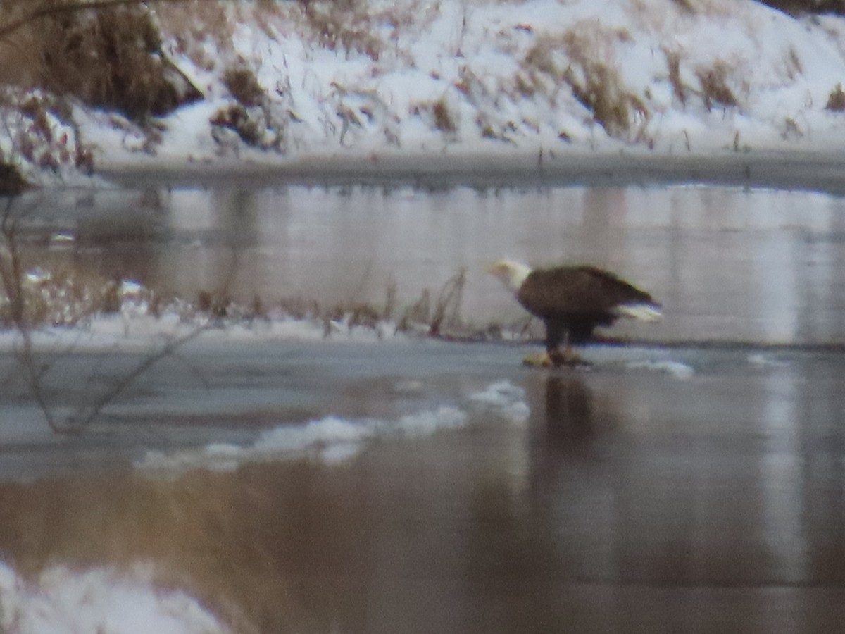 hvithodehavørn - ML647109978