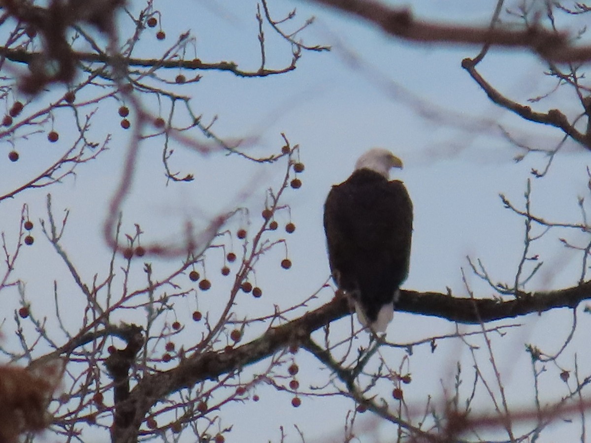 hvithodehavørn - ML647109979