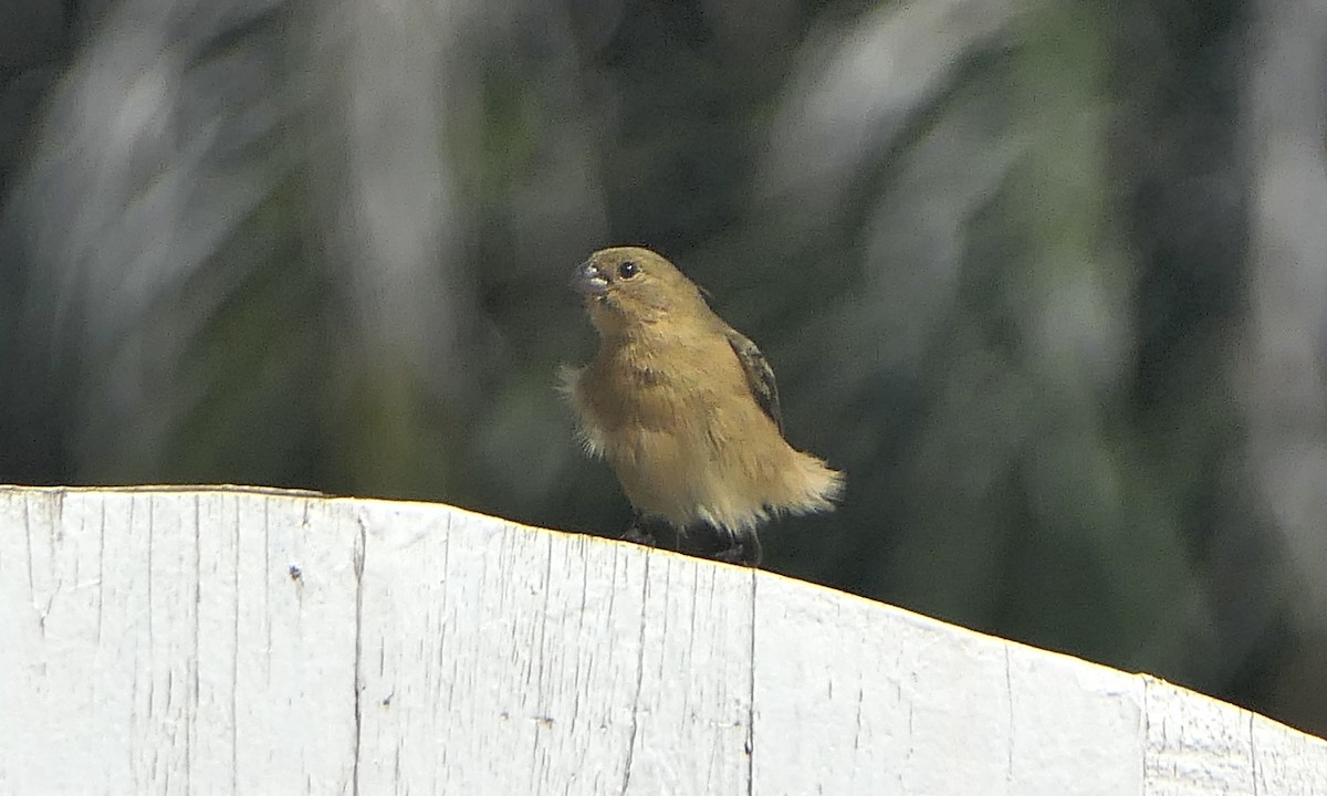 Morelet's Seedeater - ML647109992