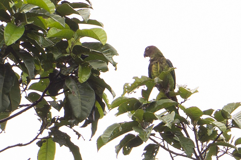 Лоріто червоноголовий - ML647109993