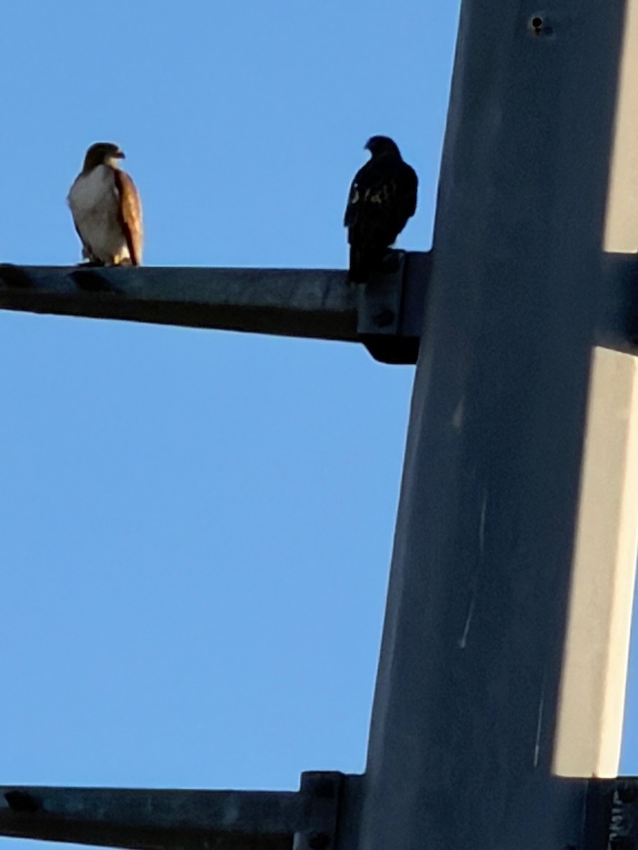 Red-tailed Hawk - ML647109995