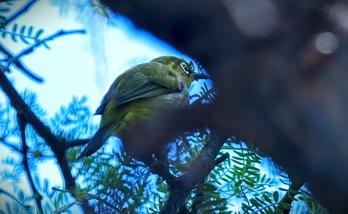 Kapbrillenvogel - ML647109997